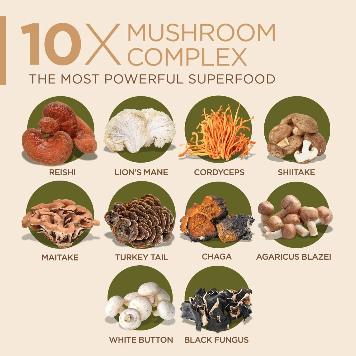 10x Aslan Yelesi, Çaga ve Noot - Lion Mane Mushroom incelemesi ve fiyatı