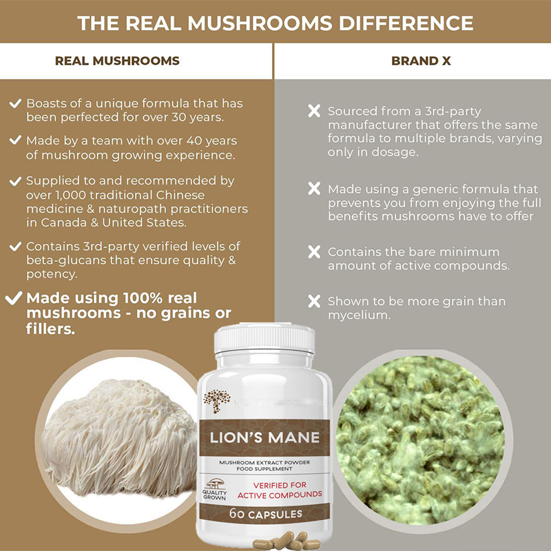 Aslan Yelesi Ganoderma Mantarı - Lion Mane Mushroom incelemesi ve fiyatı